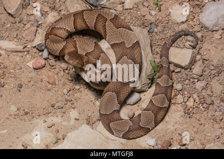 Copperhead settentrionale (Agkistrodon contortrix) da Gage County, Nebraska, Stati Uniti d'America. Foto Stock