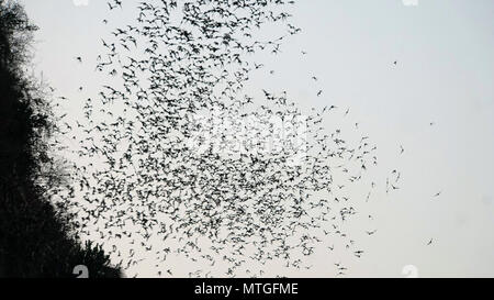 Phnom sampeau pipistrelli vicino a battambang in Cambogia Foto Stock