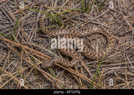 San Diego Nightsnake (Hypsiglena ochrorhyncha klauberi) da Baja California, Messico. Foto Stock