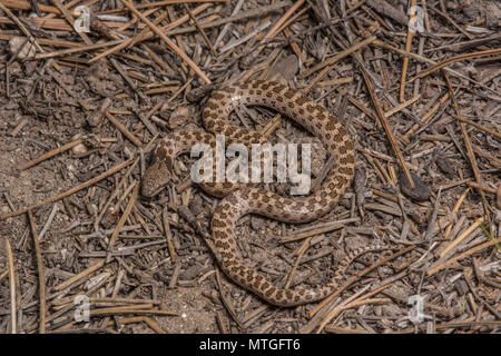 San Diego Nightsnake (Hypsiglena ochrorhyncha klauberi) da Baja California, Messico. Foto Stock