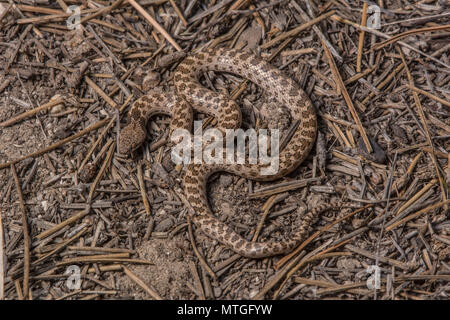 San Diego Nightsnake (Hypsiglena ochrorhyncha klauberi) da Baja California, Messico. Foto Stock