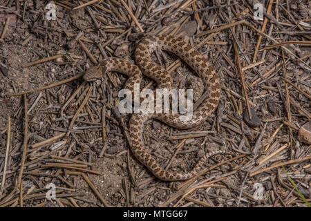 San Diego Nightsnake (Hypsiglena ochrorhyncha klauberi) da Baja California, Messico. Foto Stock