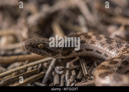 San Diego Nightsnake (Hypsiglena ochrorhyncha klauberi) da Baja California, Messico. Foto Stock