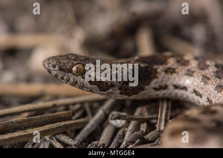 San Diego Nightsnake (Hypsiglena ochrorhyncha klauberi) da Baja California, Messico. Foto Stock