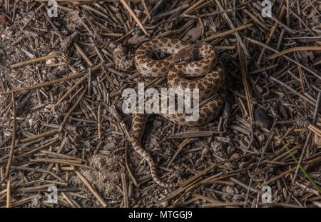 San Diego Nightsnake (Hypsiglena ochrorhyncha klauberi) da Baja California, Messico. Foto Stock