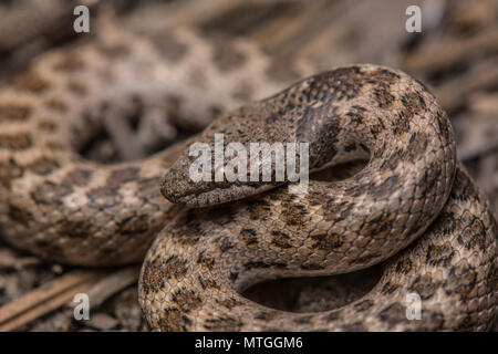 San Diego Nightsnake (Hypsiglena ochrorhyncha klauberi) da Baja California, Messico. Foto Stock