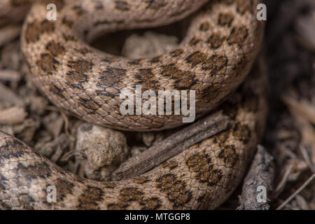 San Diego Nightsnake (Hypsiglena ochrorhyncha klauberi) da Baja California, Messico. Foto Stock