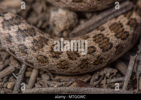 San Diego Nightsnake (Hypsiglena ochrorhyncha klauberi) da Baja California, Messico. Foto Stock