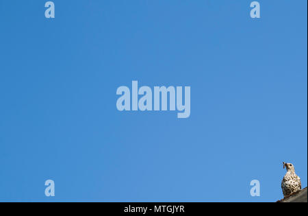 Lone thrush con un verme nel suo becco perches su un tetto sotto un cielo blu chiaro Foto Stock