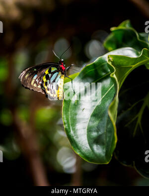 Richmond Birdwing butterfly - una specie rare e minacciate, originariamente dal Nuovo Galles del Sud, Australia, habited a Niagara Conservatory della Farfalla Foto Stock