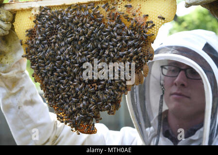 Tech. Sgt. Garrett Wright, XXII Operations Support Squadron sopravvivenza, Evasione, di resistenza e di fuga e di personale specializzato di recupero, ispeziona le cellule di emergenza in uno dei suoi alveari di ape Aprile 24, 2017 in Derby, Kan. Celle di emergenza sono creati da una colonia di api per produrre un nuovo regina quando la regina precedente diventa feriti, muore o lascia l'alveare. Foto Stock