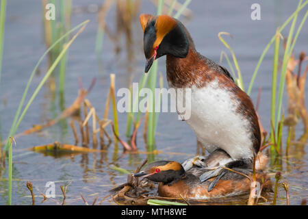 Cornuto svasso (Podiceps auritus), coppia coniugata sul nido Foto Stock