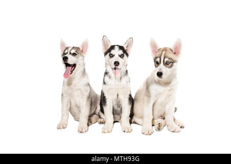Gruppo di felice siberian husky cuccioli su sfondo bianco Foto Stock