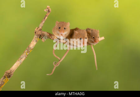 Trio di curare topi raccolto seduto su un ramo Foto Stock