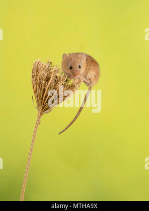 Harvest mouse di arrampicata in un set di studio fino Foto Stock