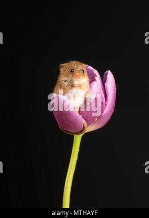 Harvest mouse seduto in un viola tulip in una impostazione di studio Foto Stock