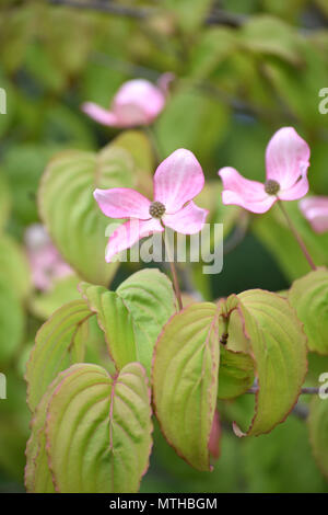 Fioritura rosa Corniolo - Cornus Kousa Satomi Foto Stock