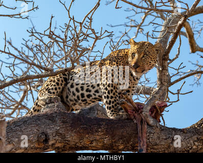 Un maschio di leopardo africano continua a guardare da una prua alta in un albero mentre custodisce i resti del suo kill Foto Stock