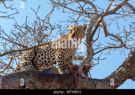 Un maschio di leopardo africano continua a guardare da una prua alta in un albero mentre custodisce i resti del suo kill Foto Stock