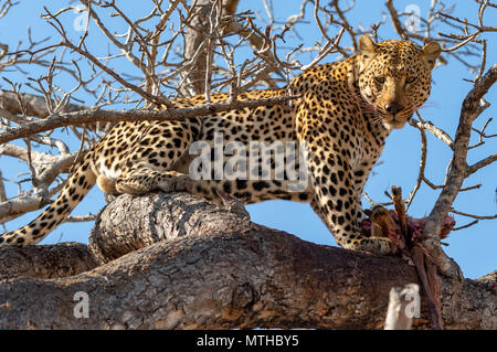 Un maschio di leopardo africano il rilievo del paesaggio da una prua alta in un albero, proteggendo allo stesso tempo i resti di un Impala Foto Stock