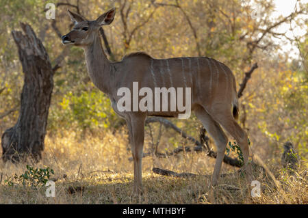 Una femmina di maggior Kudu in piedi di boccole in Sabi Sand Game Reserve Foto Stock