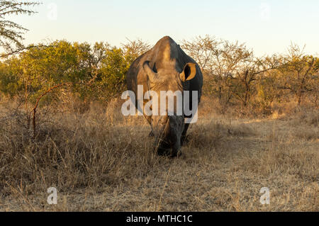 Un Rhino Bianco Meridionale che pascola sulla savana di Sabi Riserva di gioco di Sands Foto Stock
