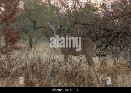 Femmina Kudu maggiore alimentazione nella prima mattinata a Sabi Sands game reserve Foto Stock