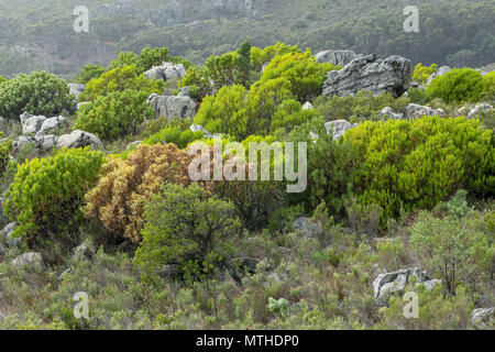 Roccia che affiora in superficie e fynbos sulla table mountain, sud africa Foto Stock