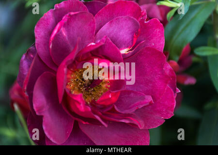 Rosa cioccolata calda in fiore in giardino giardino nel nord Texas in primavera. Foto scattata al tramonto. Foto Stock