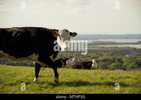 Alcune mucche al pascolo sulle colline di Purbeck costa, vicino al Old Harry Rocks e Studland nelle vicinanze. La molla 2018. Foto Stock