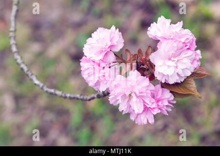 Prunus Seerulata Lindl, Kanzan,ciliegia giapponese blooming Foto Stock