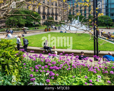 Alliums in fiore presso i Giardini di pace nel centro della città di Sheffield South Yorkshire Inghilterra Foto Stock