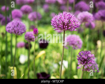 Alliums in fiore presso i Giardini di pace nel centro della città di Sheffield South Yorkshire Inghilterra Foto Stock