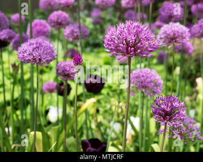 Alliums in fiore presso i Giardini di pace nel centro della città di Sheffield South Yorkshire Inghilterra Foto Stock