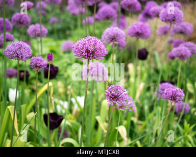 Alliums in fiore presso i Giardini di pace nel centro della città di Sheffield South Yorkshire Inghilterra Foto Stock