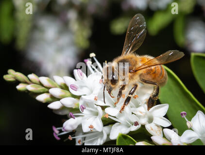Bee impollinare i fiori bianchi macro Foto Stock