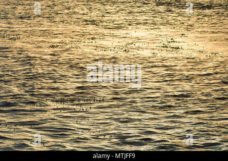 Foglie di erba di Nettuno (Posidonia oceanica) emergenti al tramonto dalla superficie oceanica nel Parco Naturale di Ses Salines (Formentera,Isole Baleari, Spagna) Foto Stock