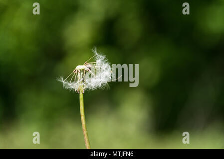 Un incompleto orologio di tarassaco (Taraxacum officinale) Foto Stock