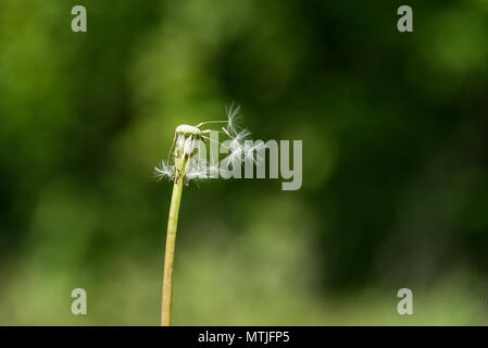 Un incompleto orologio di tarassaco (Taraxacum officinale) Foto Stock