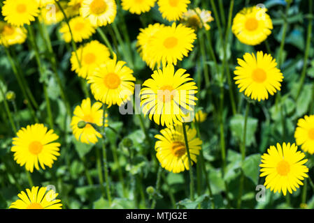 Grande Leopard's Bane (Doronicum pardalianches) Foto Stock