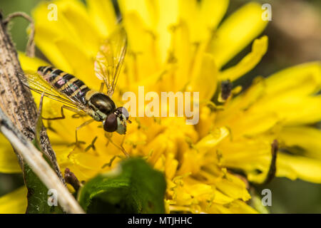 Piccolo Wasp su un dente di leone Foto Stock