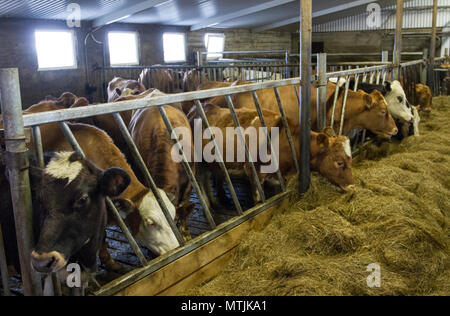 Le mucche in righe mangiando alimentazione invernale, bovini, agricoltura, latticini, animale, alimentazione, business, feed, sparso, produzione, terreni agricoli, latte, bestiame di fornire latte Vogafjós ristorante situato all'interno della stalla Cafe che serve dolci cibo locale formaggio e gelati. L'Islanda. Foto Stock