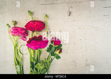 Composizione di fiori - ranunculus scuro fiori rosa bianca su sfondo di legno. Appartamento laico, vista dall'alto, copia dello spazio, dai toni rétro Foto Stock