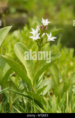 Bogbean, Menyanthes trifoliata, Sussex, Regno Unito, maggio. pondplant. Foto Stock