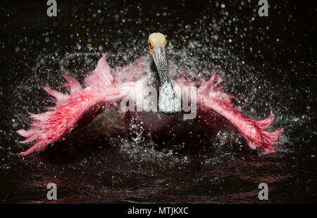 Roseate Spoonbill in Florida Foto Stock