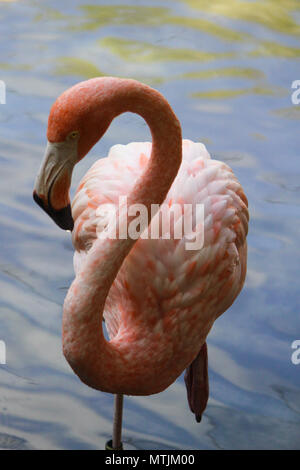 Exotic Ritratto di giovane americano flamingo guadare in acque poco profonde. Foto Stock