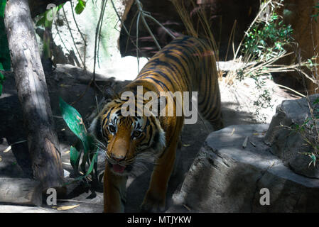 Tiger a camminare in avanti Foto Stock