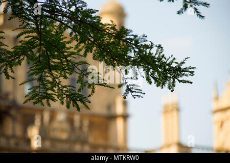 Alcune riprese ravvicinate di fiori e alberi in Wollaton Hall Park e Giardini, Nottinghamshire. La molla 2018. Foto Stock