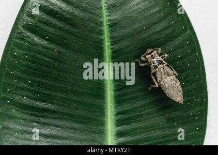Dry and abandoned dragonfly cocoon sitting on green leaf on white background surface Foto Stock