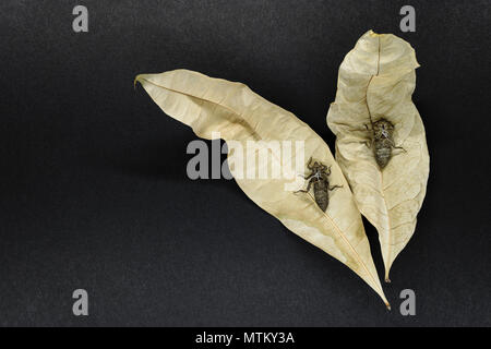 Due secche e abbandonata dragonfly bozzoli seduti sul secco di foglie di colore giallo su sfondo nero in superficie Foto Stock